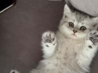 Ailenize yeni bir dost kediniz olsun