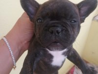 Sahiplendirilme zamanı beyaz sahiplendirildi french bulldog