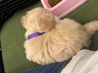 2.5 Aylık Dişi Yavrumuz Maltipoo