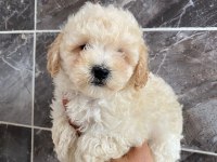 Orjinal Maltipoo Yavrular