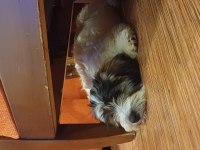 3.5 aylık Maltipoo