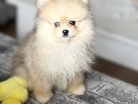 Pomeranian boo yavrular