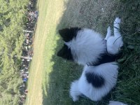 1 yaşında pomeranian kızımız