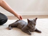 Luci British Shorthair 4 Aylık Yeni Yuvasını Bekliyor
