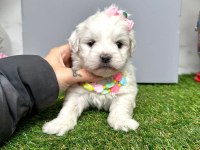 Maltese Terrier Yavrularımız Dişi Ve Erkek