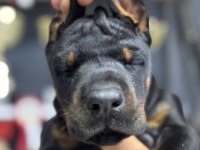 Harika European Doberman Yavruları