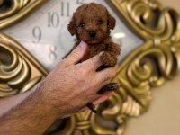 POODLE KURABİYELER