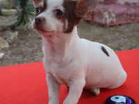 Chihuahua Erkek yavru Teacup Marjinal Renk