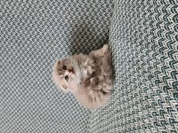 Safkan British Longhair Yavrular
