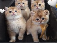 SİLVER GOLDEN ŞECERELİ SEVİMLİ YAVRU KEDİLER