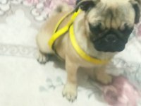 5 aylık pug
