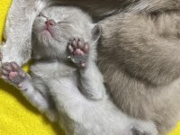 30 günlük scottish fold yavrular sütten kesilince