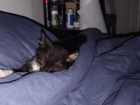 Minik oreo tekir