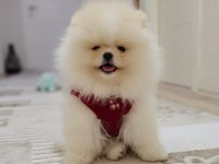 Pomeranian yavrularım