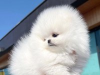 Pomeranian Boo Ayı Surat Yavrular