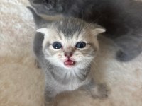 KAHVERENGİ - GRİ BRITISH SHORTHAIR YAVRULAR