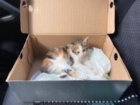 KEDİYE SOKAKTA KALMAMASI İÇİN ACİL YUVA
