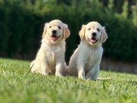 Golden Çiftliğinden Golden Retriever Yavruları