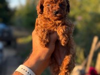 Show Kalite Miniboy Teacup Poodle 