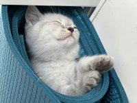 3 adet şecereli british shorthair bebeklerim