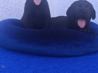 KAHVE VE SİYAH ORJİNAL LABRADOR YAVRULAR