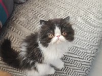 İran kedisi yavruları