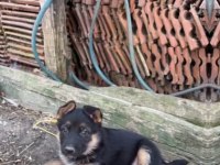 K9 Alman Kurdu 38 günlük 3 Dişi