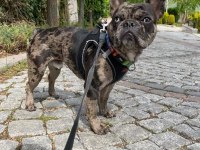 Erkek merle french bulldog 1.5 yaşında çipli