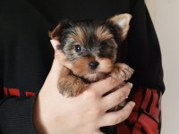 Yorkshire terrier