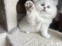 Safkan British Longhair Erkek
