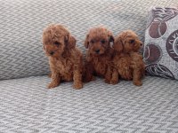 Poodle Yavruları