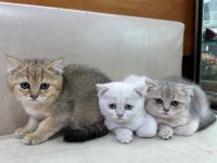 British Shorthair Yavrularımız