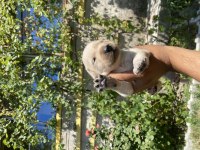 Garantili golden retriever yavrular