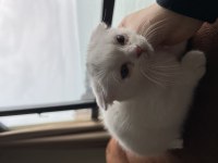 Yavru scottish fold kedisi