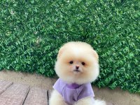 Sevimli Pomeranian Köpekler