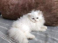 70 GÜNLÜK BRİTİSH LONGHAİR