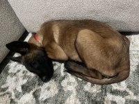 Saf Kan Orjinalden Belçika Kurt Malinois