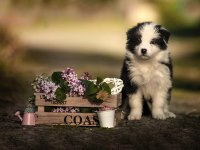 Şirin mi şirin Border Collie yavrularım