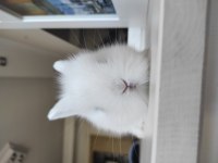 Hollanda CÜCE TAVŞAN (NETHERLAND DWARF)