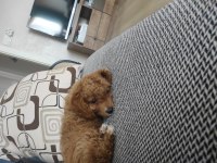 3 aylık dişi poodle