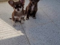 TEACUP LONGHAİR CHİHUAHUA ERKEK YAVRU