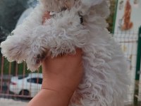 Dişi erkek güzellik abideleri maltese bebekler