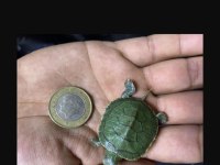 Evinizin neşesi şirin tospikler
