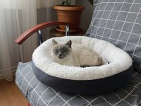 2 yaşında british shorthair