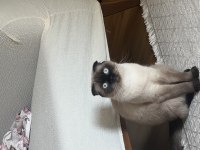 2 yaşında eğitimli scottish fold