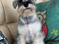FCI Pedigreeli Miniature Schnauzer Yavruları