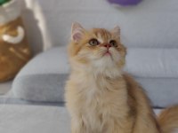 LEO BRİTİSH LONGHAİR