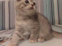 SCOTTİSH FOLD KEDİLERİ
