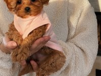 Maltipoo bebeklerimiz