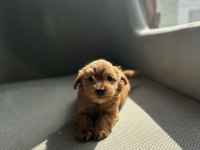 Kısa bacak maltipoo bebekler